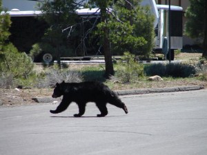 black bear